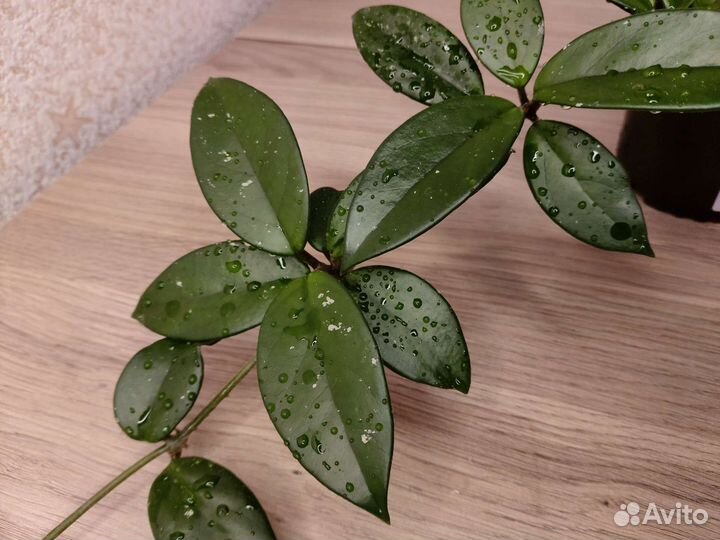 Хояй Карноза