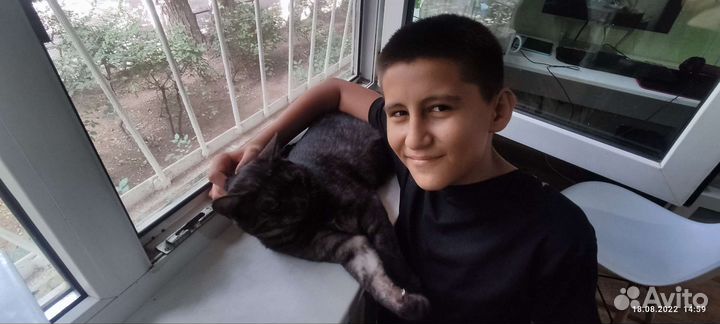 Передержка собак и кошек