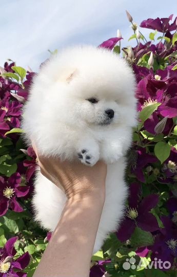 Померанский шпиц мишка