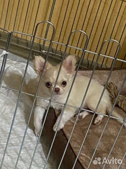 Передержка собак, грызунов догситтер зооняня