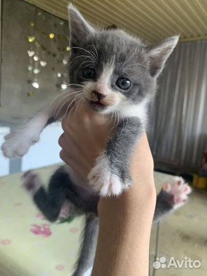 Кошки в добрые руки бесплатно