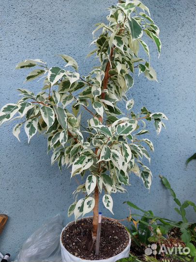 Замиокулькас и другие комнатные растения