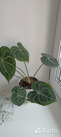 Антуриум кларинервиум