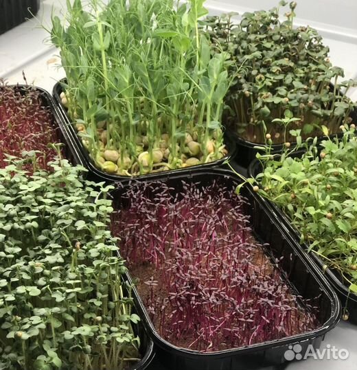 Микро-зелень и пшеница