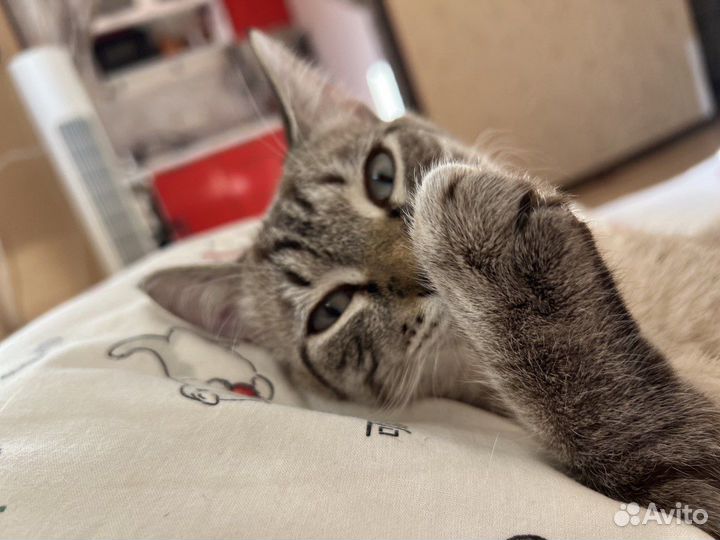 Кот на случку