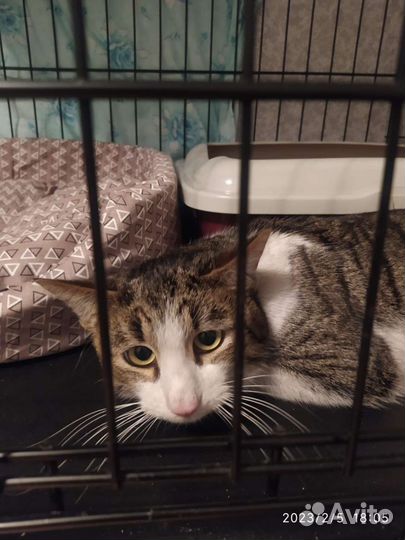 Кот кошка котенок котята ищем мам и пап помогите