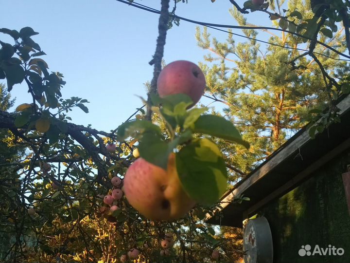 Яблоки антоновка с упавшей ветки