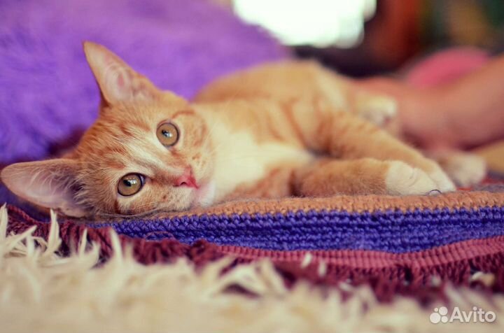 Рыжий котенок в добрые руки