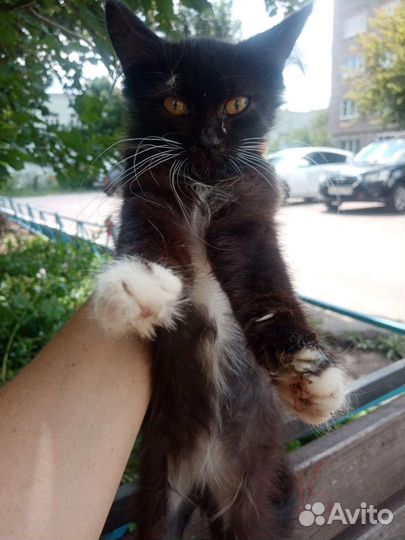 Котенок девочка, 3-4мес