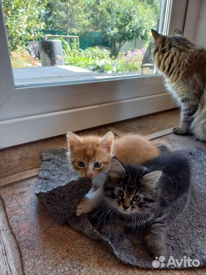 Домашние животные бесплатно кошки