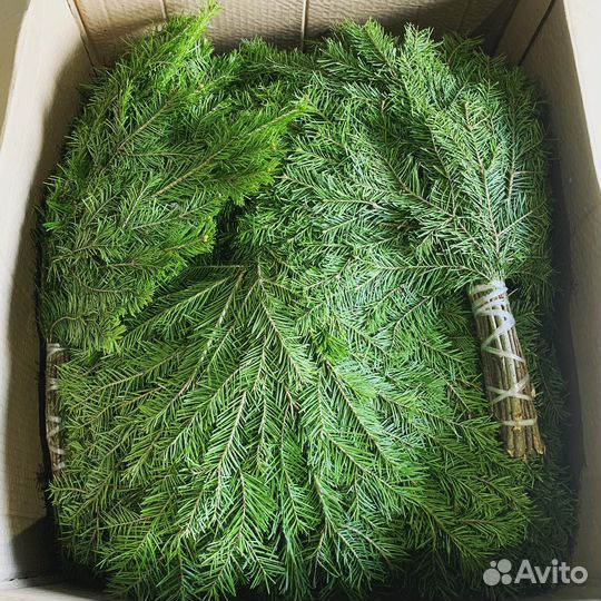 Веник пихта