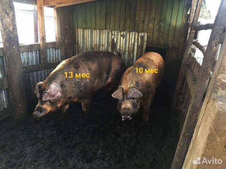 Поросята мясной породы