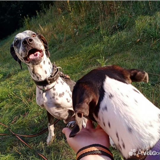 Метисы далматина в добрые руки