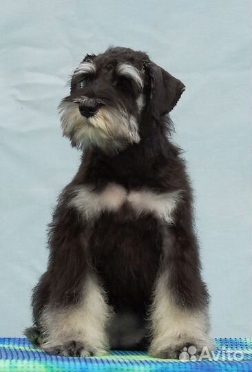 Цвергшнауцер щенки черные с серебром