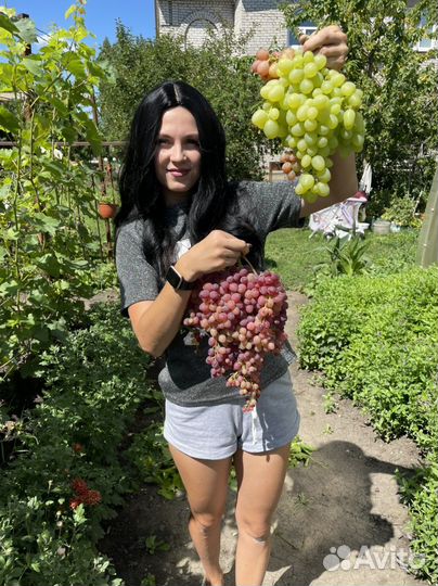 Черенки винограда