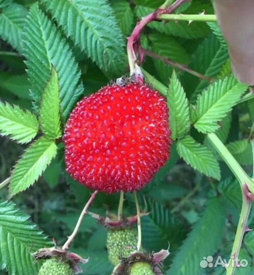 Тибетская малина саженцы