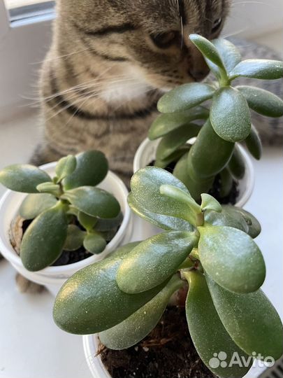 Растение домашнее цветок Толстянка