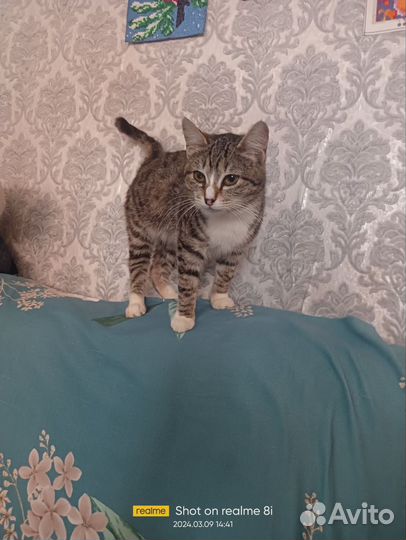 Кошки в добрые руки