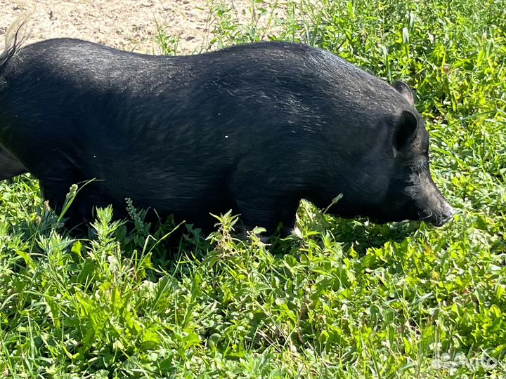 Вьетнамские вислобрюхие поросята