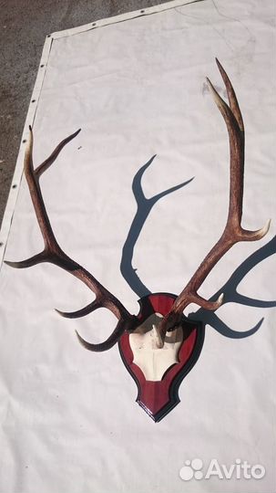 Рога изюбря