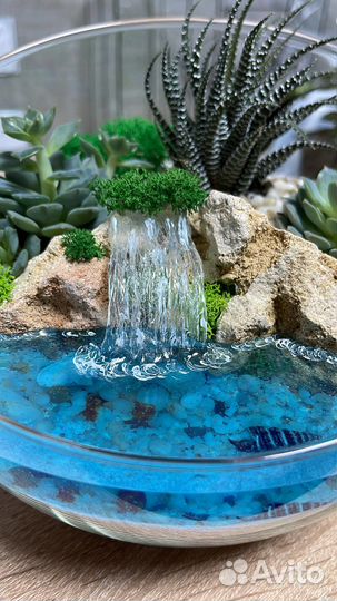 Флорариум суккуленты