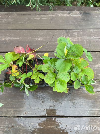 Земляника (клубника) садовая джоли, клери