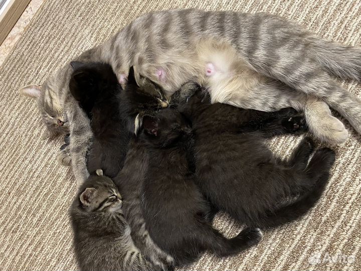 Котята в добрые руки