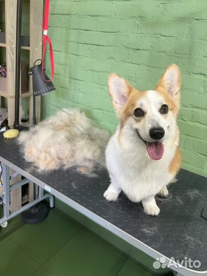 Грумер / стрижка собак