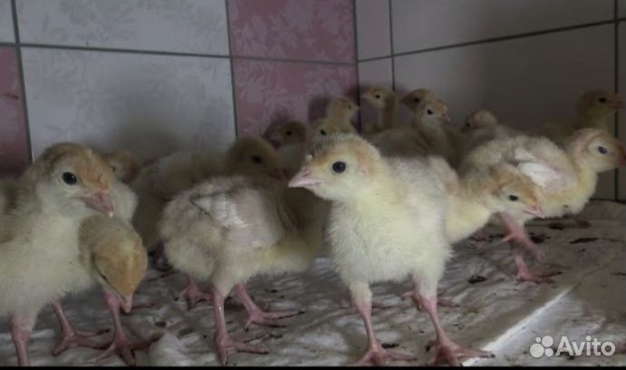 Цыплята индюшата Подрощенные хайбрид конвертер
