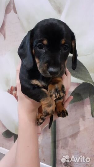 Щенки таксы стандартные