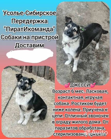 Собака в добрые руки