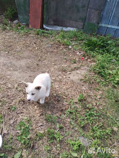 Собаки щенки