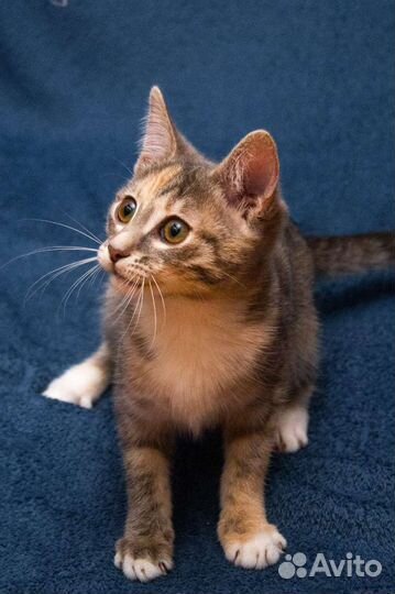 Ирис кис-кис