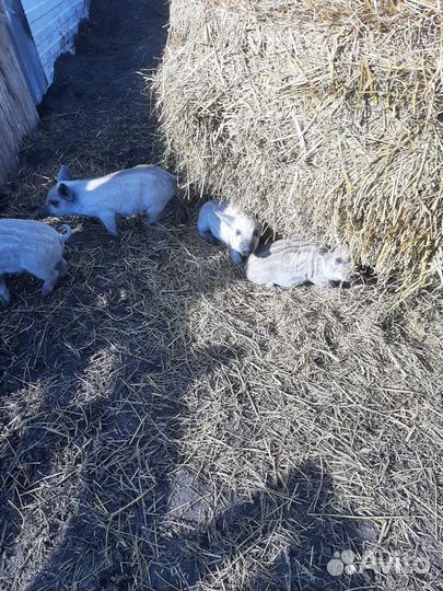 Поросята венгерской мангалицы