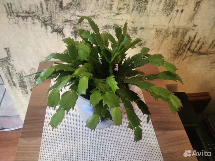 Декабрист Шлюмбергера Зигокактус