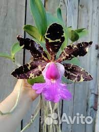 Орхидея Cattleya aclandiae