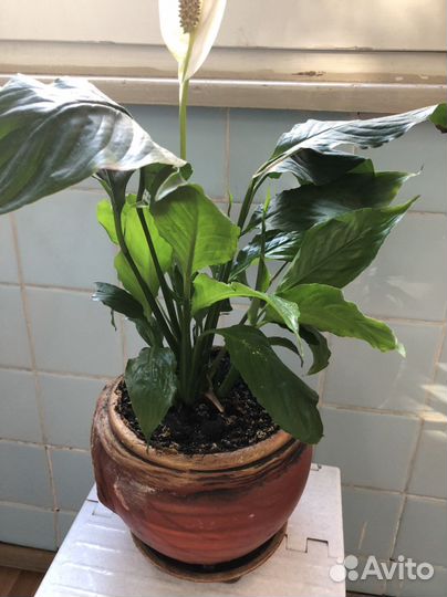 Спатифиллум в горшке