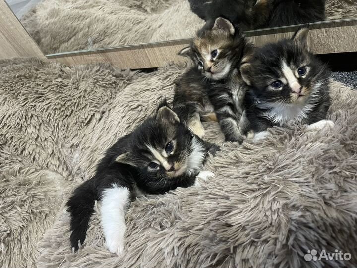 Котята мейн-кун