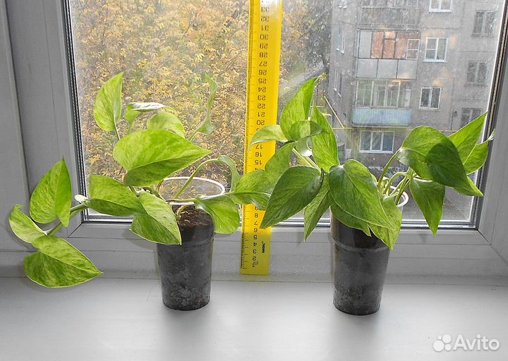 Сциндапсус 