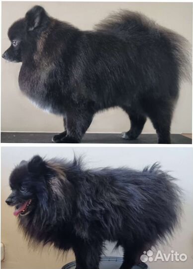 Грумер. Стрижка собак