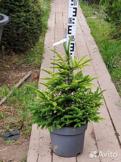 Ель Ауреспиката