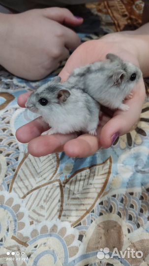 Джунгарский хомяк