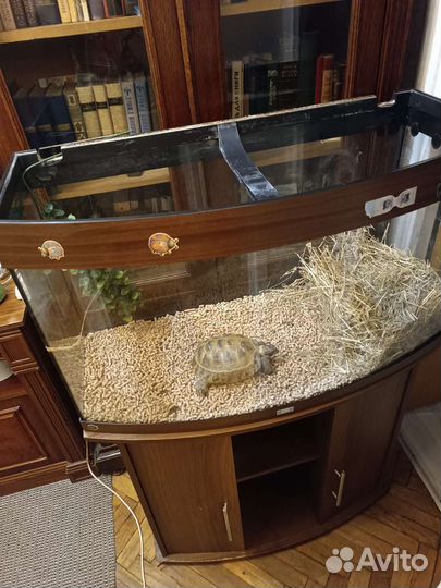 Черепаха сухопутная