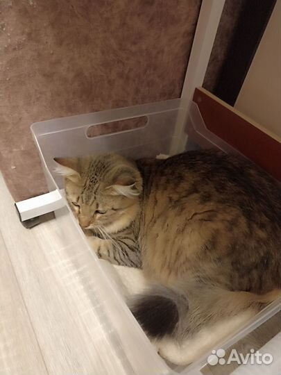 Отдам кота в добрые руки