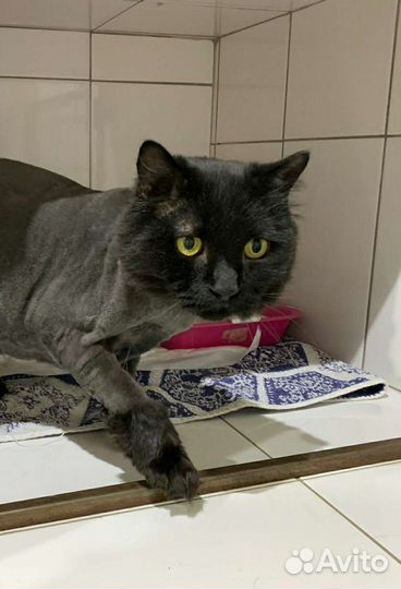 Кот 6 лет кастрирован пушистый