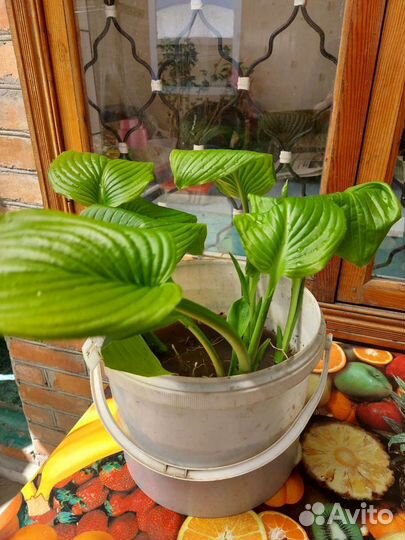 Саженцы хосты