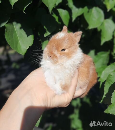 Карликовые крольчата