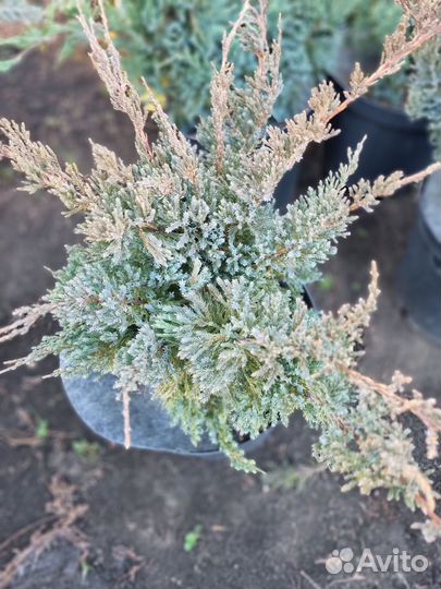 Можжевельник Холгер горизонтальный голубой