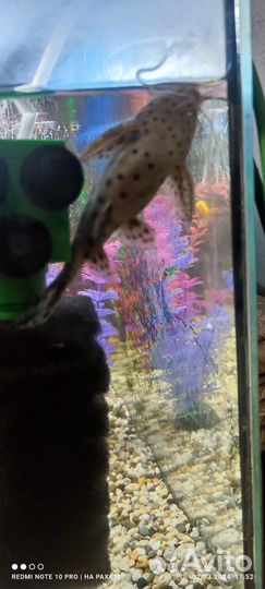 Сом перевёртыш