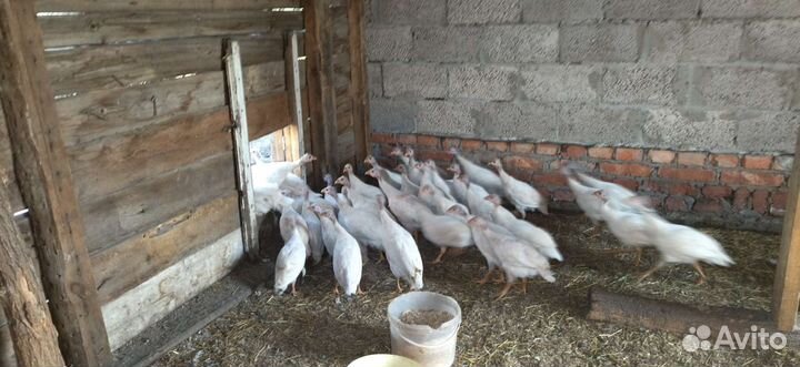 Мясо цысарок